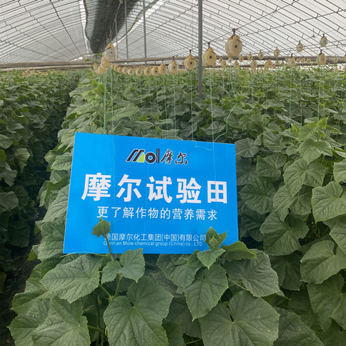 施用后番茄挂果